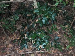 Mischocarpus pyriformis