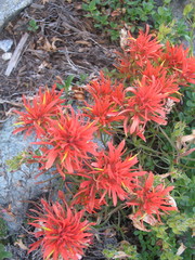 Castilleja covilleana