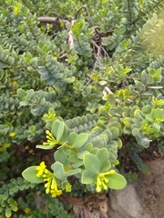 Wikstroemia uva-ursi