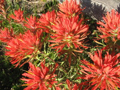 Castilleja covilleana