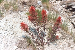 Castilleja covilleana