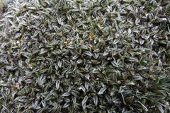 Anisotome imbricata imbricata