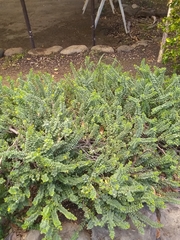 Wikstroemia uva-ursi