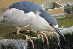 Nycticorax nycticorax image