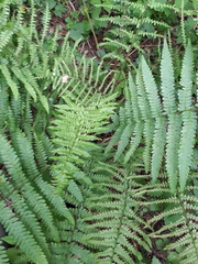 Dryopteris filix-mas