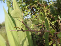 Pyrus bourgaeana