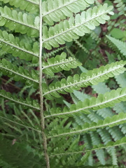 Dryopteris filix-mas