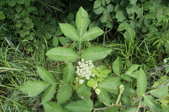 Angelica cincta