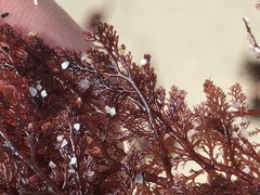 Microcladia coulteri