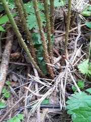 Dryopteris filix-mas