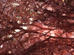 Microcladia coulteri