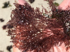 Microcladia coulteri