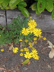 Senecio squalidus