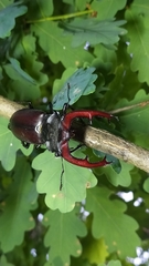 Lucanus cervus