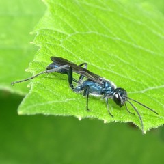 Chalybion zimmermanni