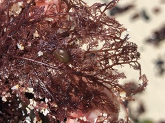 Microcladia coulteri