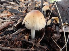 Coprinellus truncorum