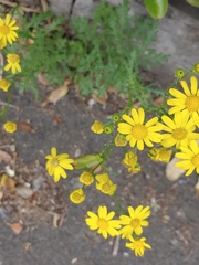 Senecio squalidus
