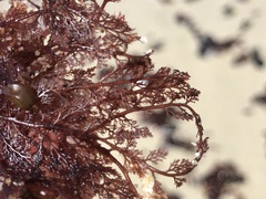 Microcladia coulteri