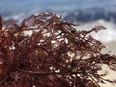 Microcladia coulteri