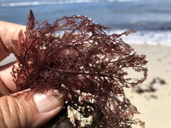 Microcladia coulteri