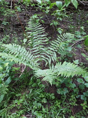 Dryopteris filix-mas