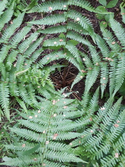 Dryopteris filix-mas