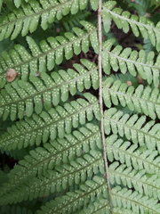 Dryopteris filix-mas