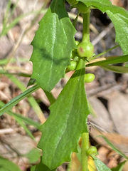 Gnorimoschema baccharisella