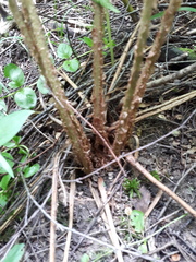 Dryopteris filix-mas