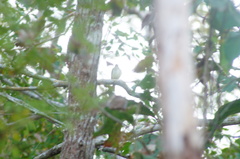 Ramphotrigon flammulatum