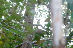 Ramphotrigon flammulatum