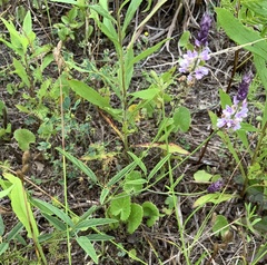 Orbexilum psoralioides