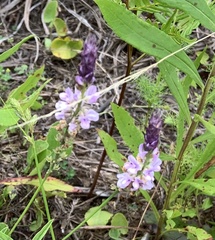 Orbexilum psoralioides