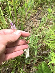 Orbexilum psoralioides