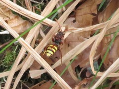 Nomada leucophthalma