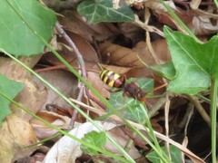 Nomada leucophthalma