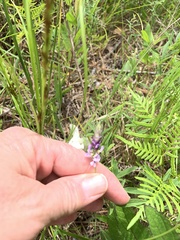 Orbexilum psoralioides