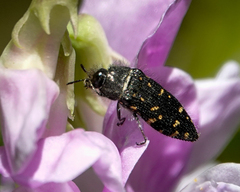 Acmaeodera knowltoni