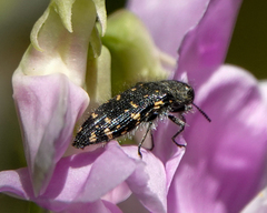 Acmaeodera knowltoni
