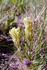 Castilleja pulchella