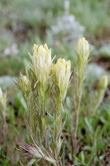 Castilleja cusickii