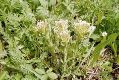 Castilleja cusickii
