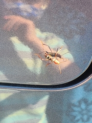 Neoclytus acuminatus