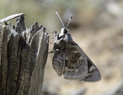 Megathymus streckeri