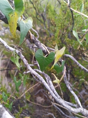 Philibertia gilliesii