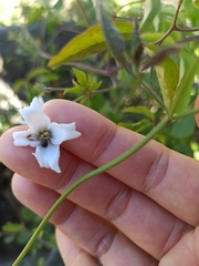 Clematis campaniflora