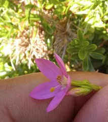 Centaurium portense