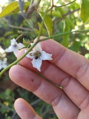 Clematis campaniflora