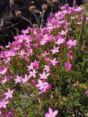 Centaurium portense
